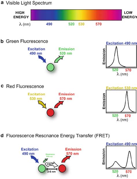 fluorescence quenching|how does temperature affect fluorescence.